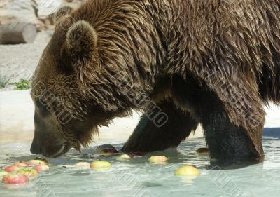 Bear in water