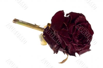 Dead dried purple rose