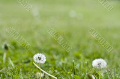 dandelion