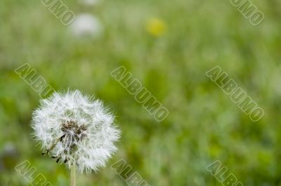 dandelion