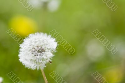 dandelion