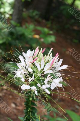 White and Pink Flower