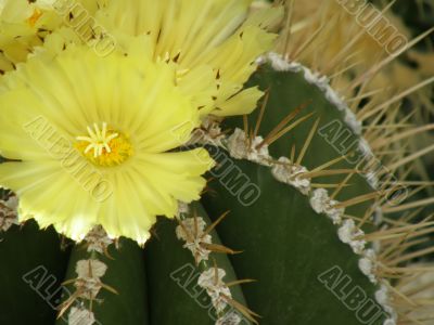 flowers of a cactus