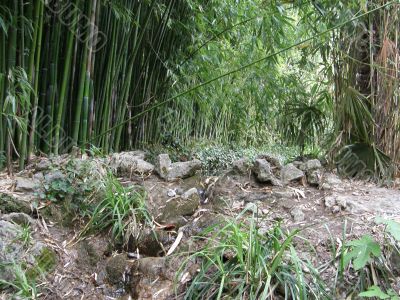 bamboo grove.