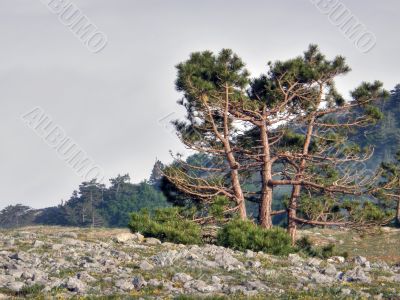 Mountain landscape. Crimea.
