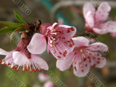 Flowers of a peach