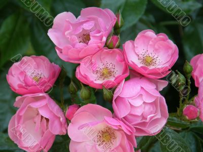 roses.