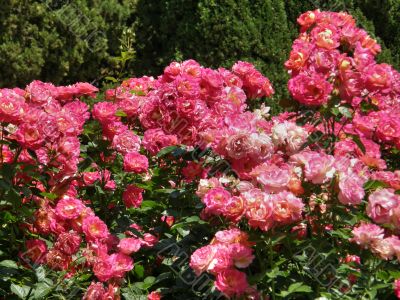 roses.