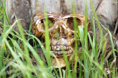 Skull