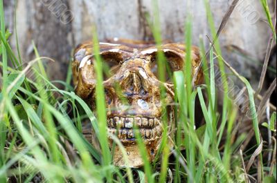 Skull