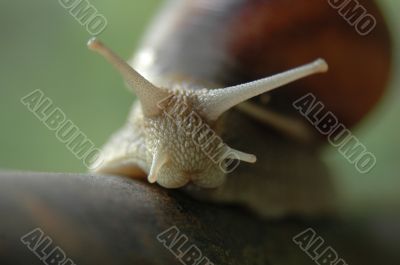snail on metal pipe