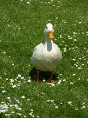 White Duck