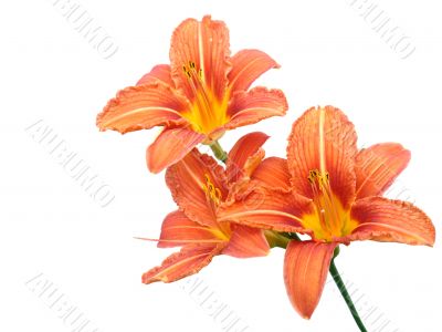  lily flowers