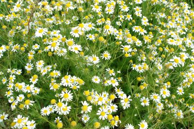 chamomiles