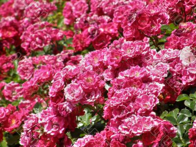 roses.