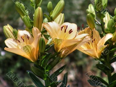 tropical flowers.