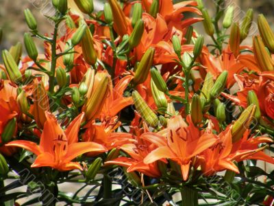 tropical flowers.