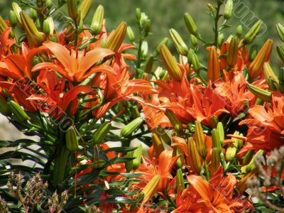 tropical flowers.