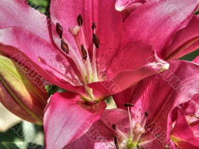 tropical flowers.
