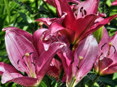 tropical flowers.