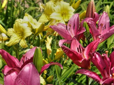 tropical flowers.