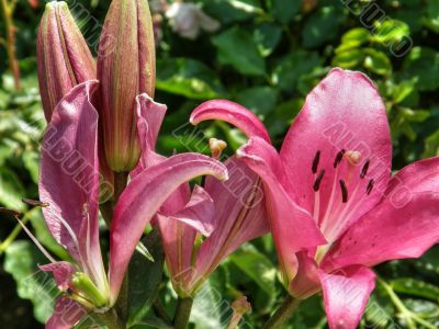 tropical flowers.