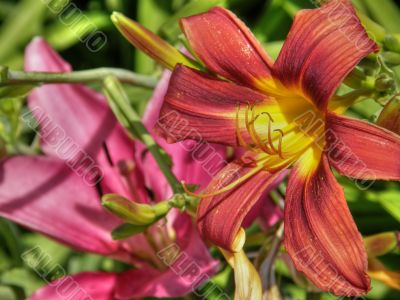 tropical flowers.