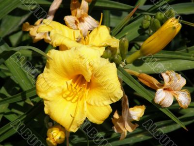 tropical flowers.
