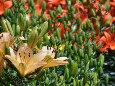 tropical flowers.
