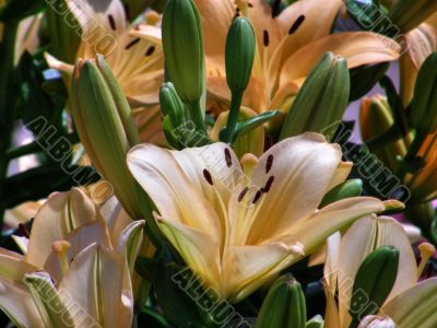 tropical flowers.