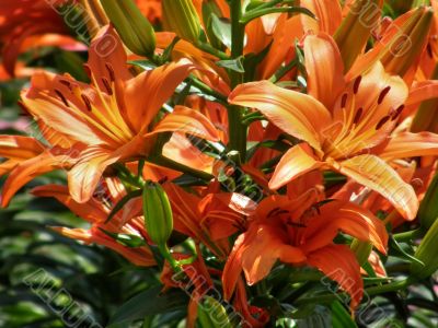 tropical flowers.