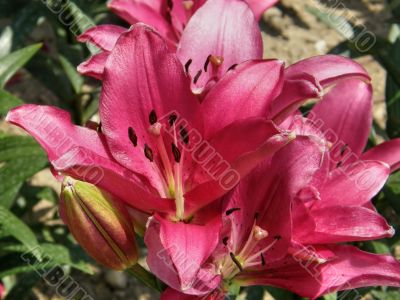 tropical flowers.