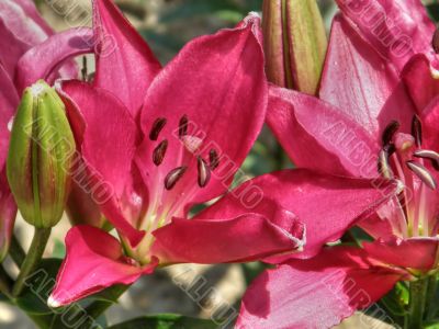 tropical flowers.