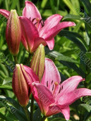 tropical flowers.