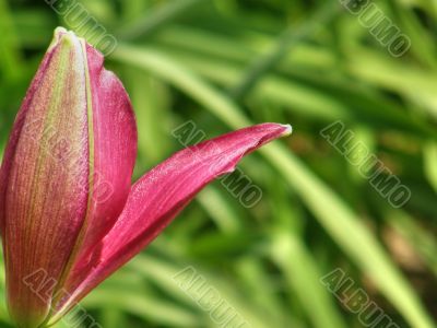 tropical flowers.