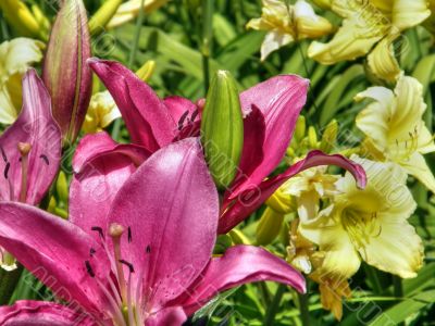 tropical flowers.