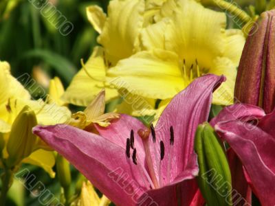tropical flowers.