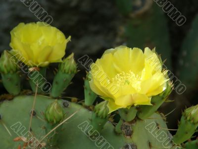 flowers of a cactus