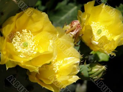 flowers of a cactus