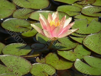 flower of a water lily