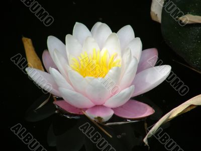 flower of a water lily