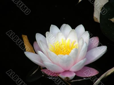 flower of a water lily