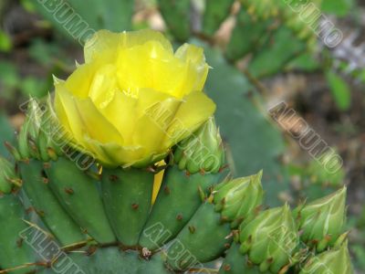 flowers of a cactus