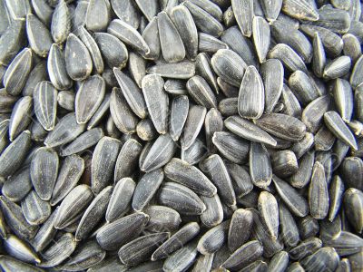 Seeds of sunflower