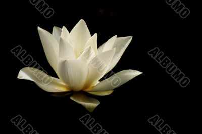 Lotus, water lilly