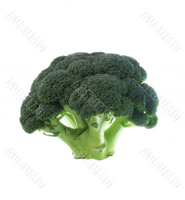 Broccoli