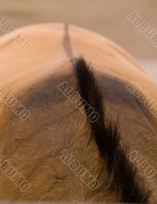 Abstract horse back