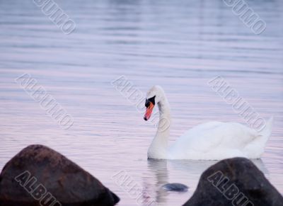 Swan at sunset