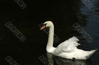 Mute swan