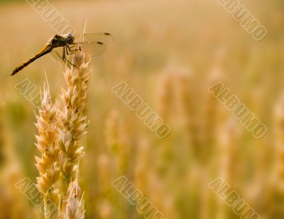 Dragonfly